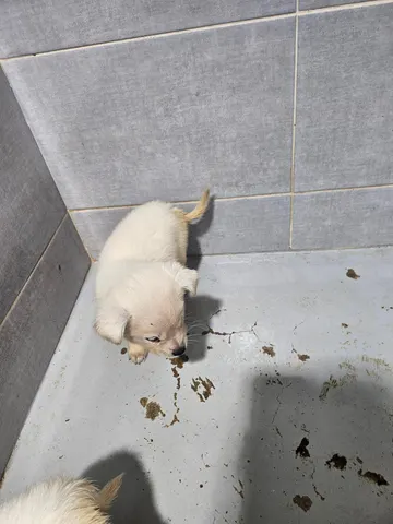 믹스견 · 00181, 가족을 기다리는 강아지