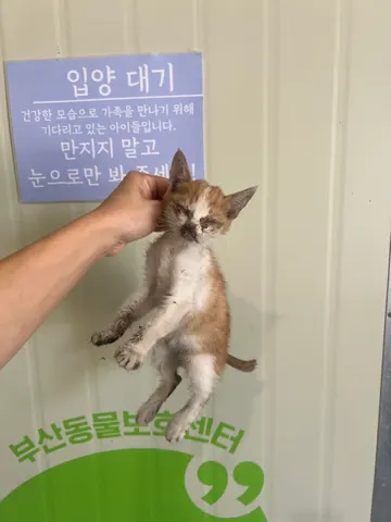한국 고양이 · 00312, 가족을 기다리는 고양이