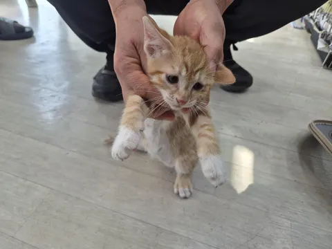 믹스묘 · 00507, 가족을 기다리는 고양이