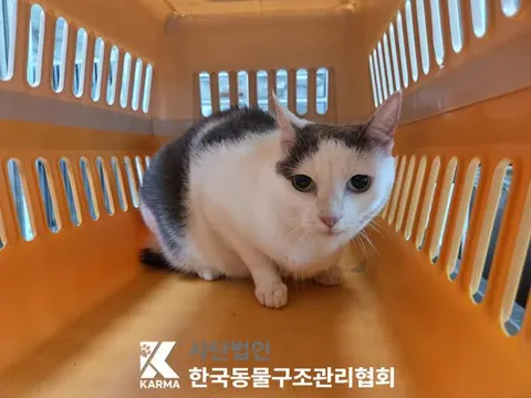 한국 고양이 · 00602, 가족을 기다리는 고양이