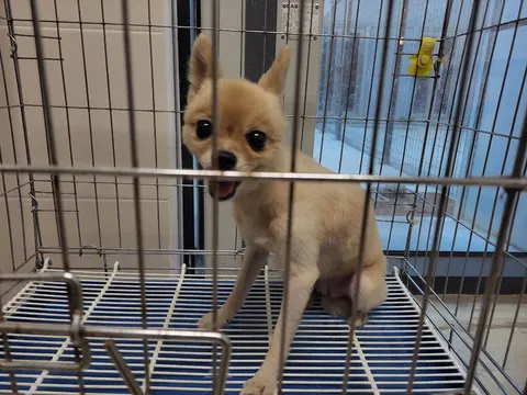 기타 · 00537, 가족을 기다리는 강아지