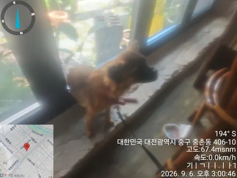 믹스견 · 00143, 가족을 기다리는 강아지