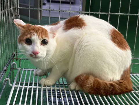한국 고양이 · 00105, 가족을 기다리는 고양이