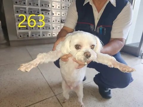 말티즈 · 00267, 가족을 기다리는 강아지