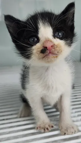 한국 고양이 · 00297, 가족을 기다리는 고양이
