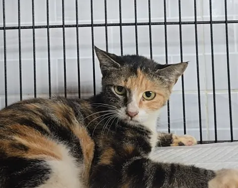 믹스묘 · 00717, 가족을 기다리는 고양이