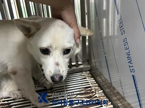믹스견 · 00661, 가족을 기다리는 강아지