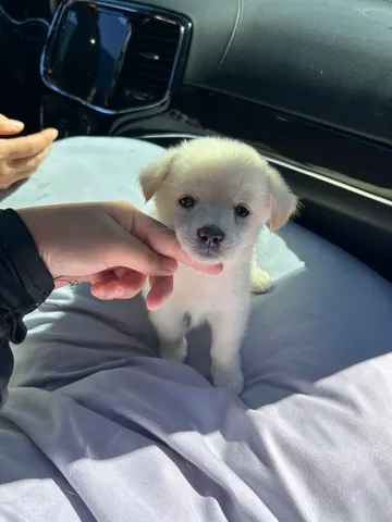믹스견 · 01166, 가족을 기다리는 강아지