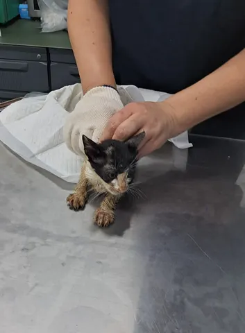 한국 고양이 · 00333, 가족을 기다리는 고양이