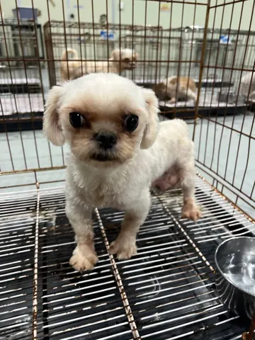 말티즈 · 00338, 가족을 기다리는 강아지