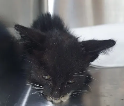 한국 고양이 · 00123, 가족을 기다리는 고양이