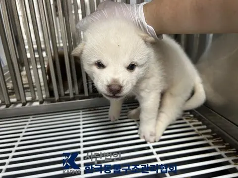 믹스견 · 00630, 가족을 기다리는 강아지
