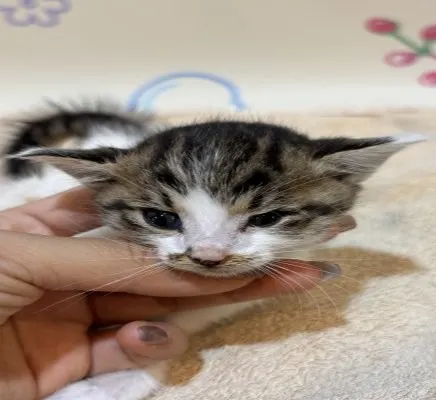 믹스묘 · 00210, 가족을 기다리는 고양이