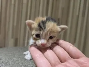 믹스묘 · 00208, 가족을 기다리는 고양이