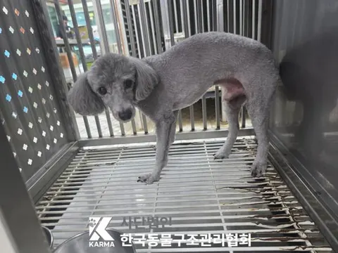 푸들 · 00182, 가족을 기다리는 강아지
