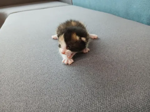 한국 고양이 · 00354, 가족을 기다리는 고양이