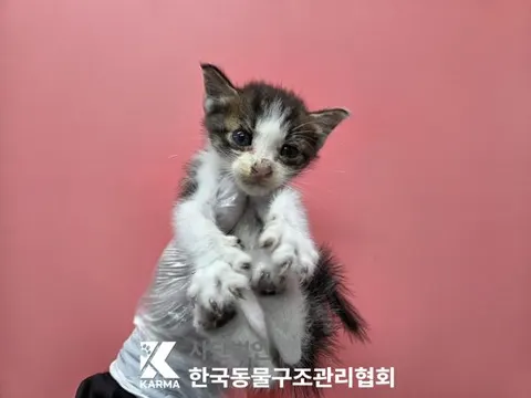 한국 고양이 · 00094, 가족을 기다리는 고양이