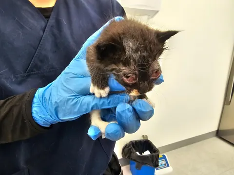 믹스묘 · 00253, 가족을 기다리는 고양이