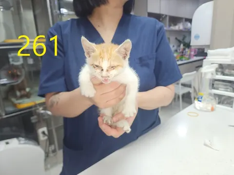 한국 고양이 · 00265, 가족을 기다리는 고양이