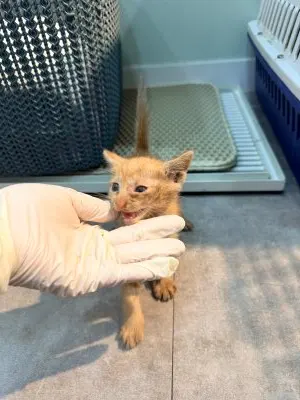 한국 고양이 · 00235, 가족을 기다리는 고양이