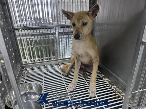 믹스견 · 00639, 가족을 기다리는 강아지