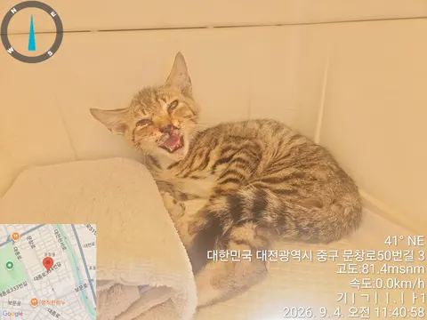 한국 고양이 · 00140, 가족을 기다리는 고양이