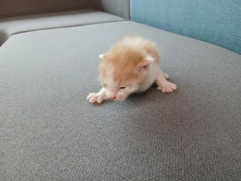 한국 고양이 · 00351, 가족을 기다리는 고양이