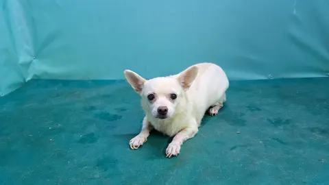 믹스견 · 00354, 가족을 기다리는 강아지