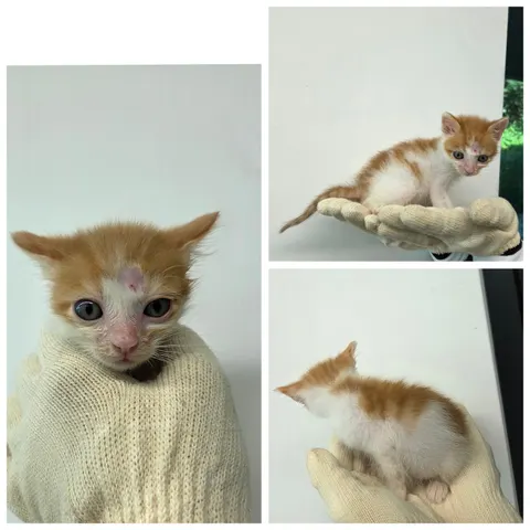 한국 고양이 · 00455, 가족을 기다리는 고양이