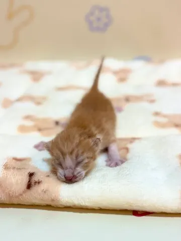 믹스묘 · 00203, 가족을 기다리는 고양이
