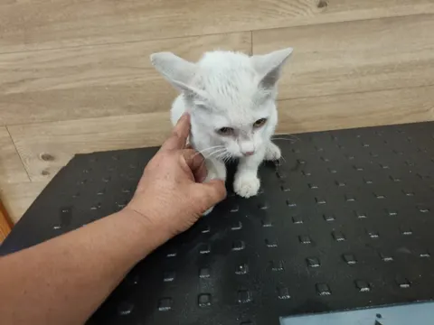 믹스묘 · 00956, 가족을 기다리는 고양이