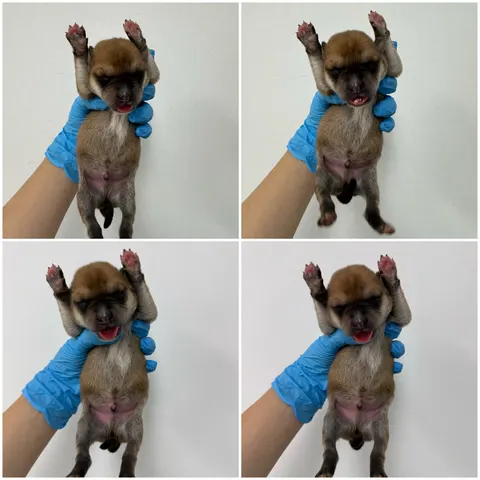 믹스견 · 00438, 가족을 기다리는 강아지