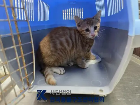 한국 고양이 · 00079, 가족을 기다리는 고양이