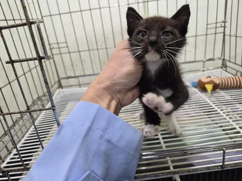 한국 고양이 · 00985, 가족을 기다리는 고양이