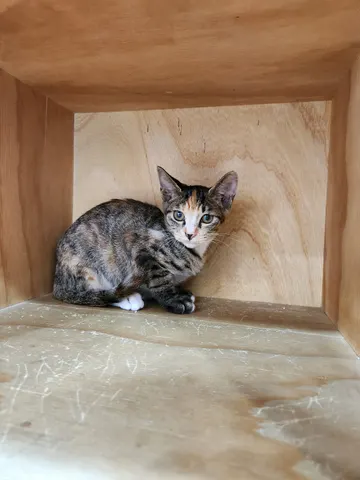 한국 고양이 · 00180, 가족을 기다리는 고양이
