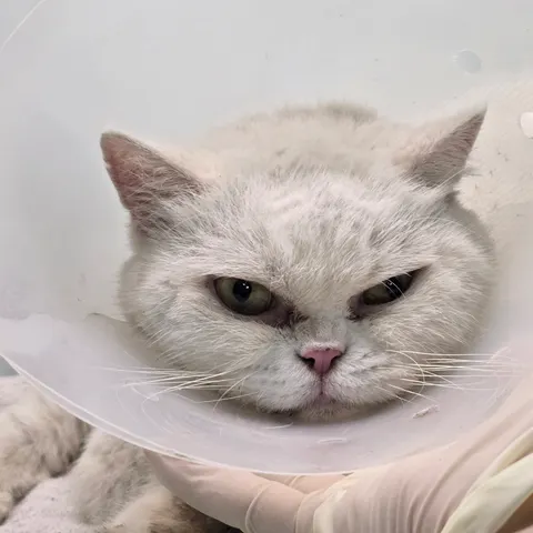 기타 · 00358, 가족을 기다리는 고양이