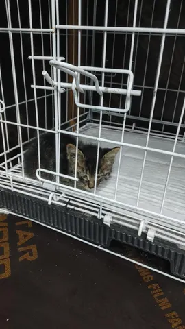 믹스묘 · 00690, 가족을 기다리는 고양이