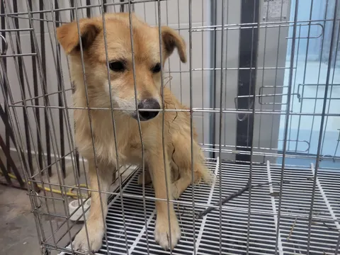 믹스견 · 00553, 가족을 기다리는 강아지