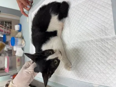 믹스묘 · 00237, 가족을 기다리는 고양이