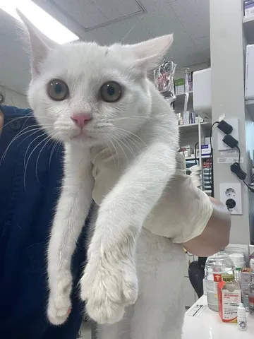 믹스묘 · 00642, 가족을 기다리는 고양이