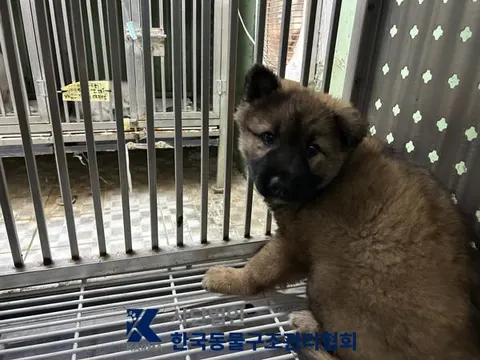 믹스견 · 00182, 가족을 기다리는 강아지