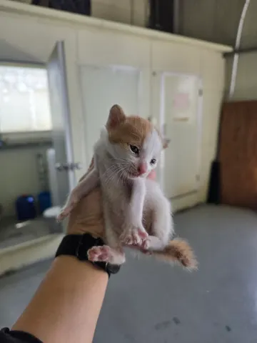 한국 고양이 · 00302, 가족을 기다리는 고양이