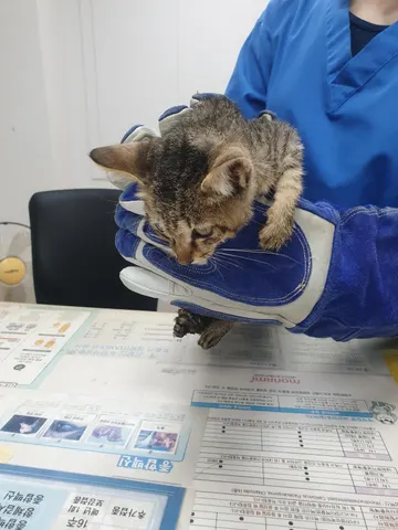 한국 고양이 · 00501, 가족을 기다리는 고양이