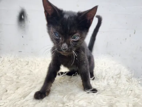 한국 고양이 · 00618, 가족을 기다리는 고양이