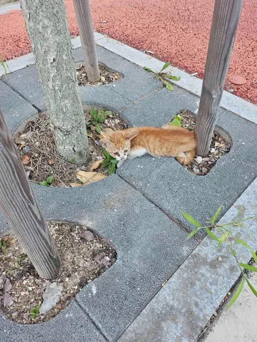 한국 고양이 · 00033, 가족을 기다리는 고양이