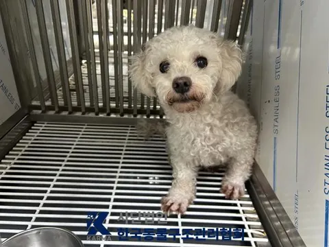 푸들 · 00156, 가족을 기다리는 강아지