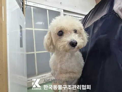 믹스견 · 00610, 가족을 기다리는 강아지