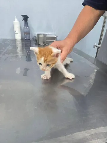 한국 고양이 · 00266, 가족을 기다리는 고양이