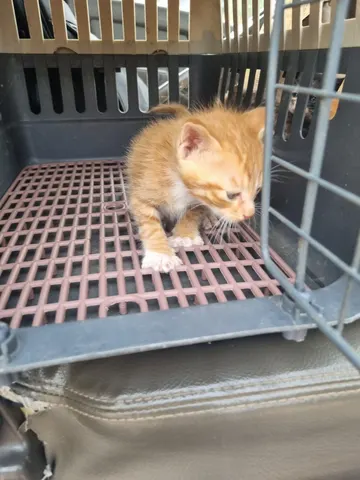 믹스묘 · 00676, 가족을 기다리는 고양이
