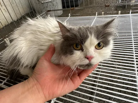 먼치킨 · 00126, 가족을 기다리는 고양이